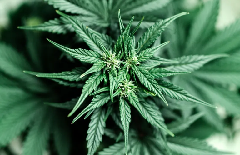 THCA vs THC? What’s The Difference?