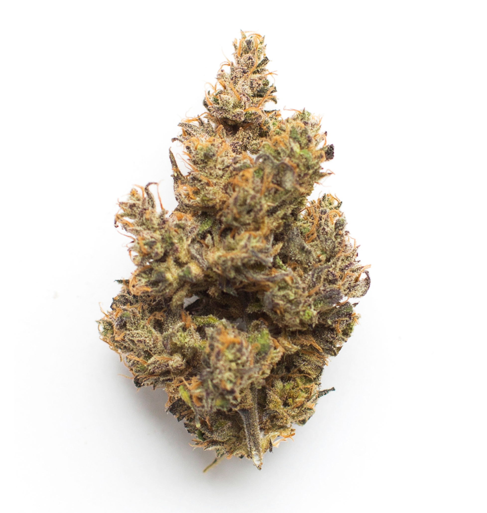 Orange Slushie (PRIVATE RESERVE)